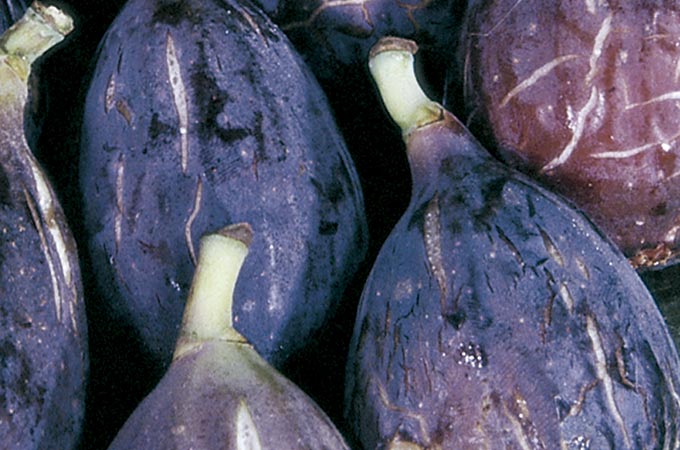 25-Higos-negros