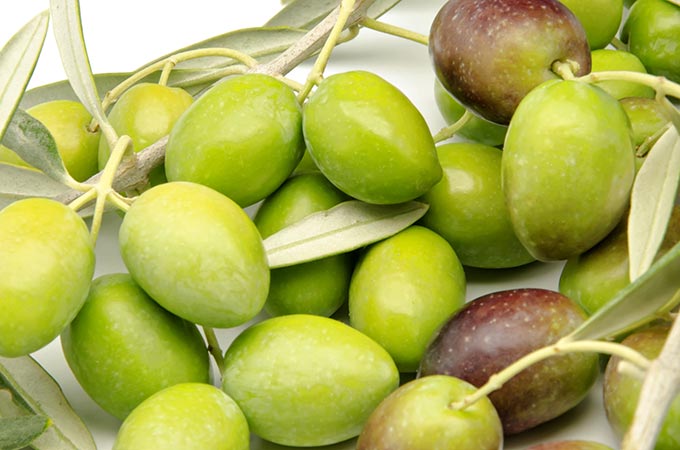 Olivo